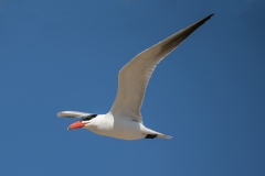 James_Matthews_DigitalOpen_Caspian-Tern-Watching-Over-Nest