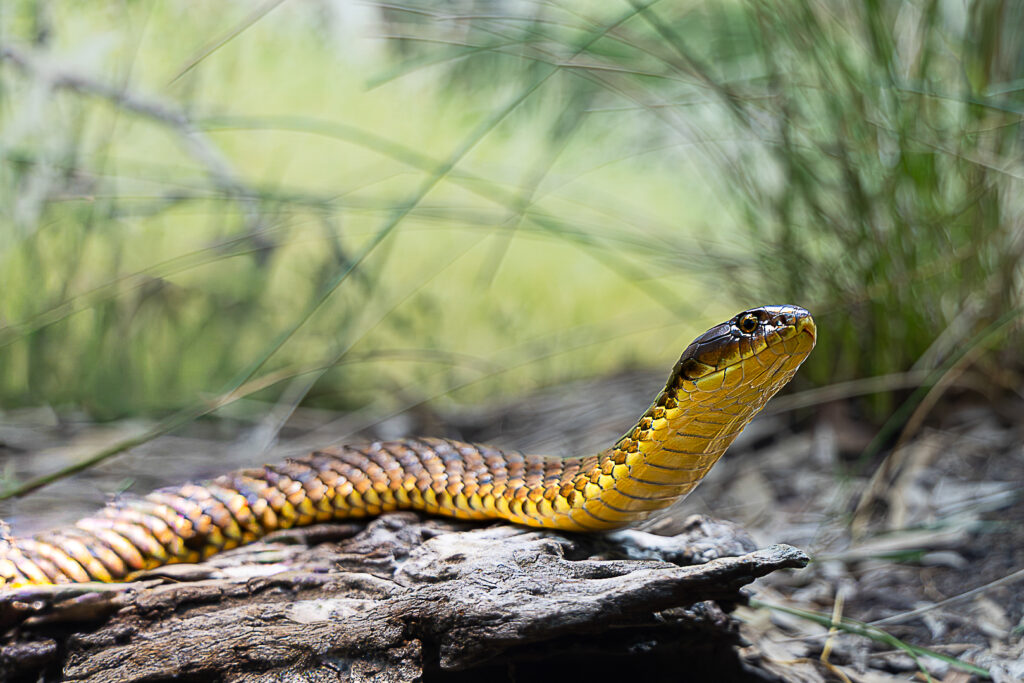 Tiger-Snake